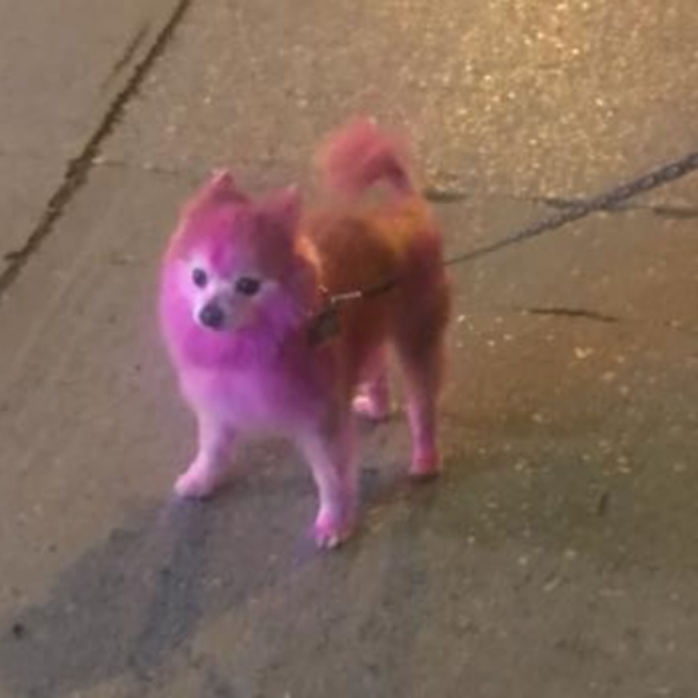 Meet your Posher, hikaru